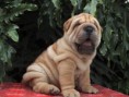 PERRITO SHAR PEI